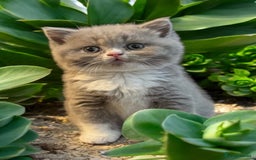 British Shorthair cats for sale: Lilac bi colour girl - Advert 2