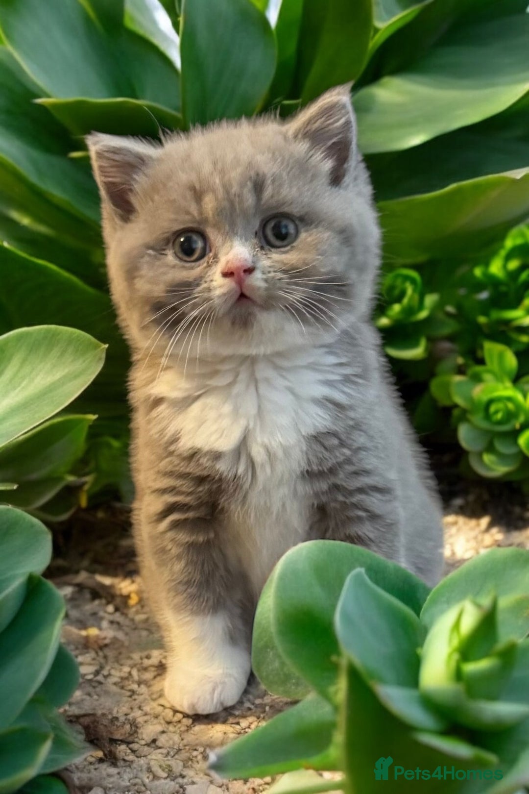 British Shorthair cats for sale: Lilac bi colour girl - Advert 2