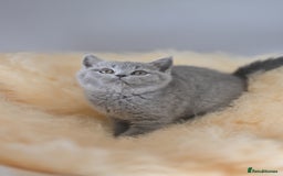 British Shorthair cats for sale: GCCF reg blue kittens  - Image 29