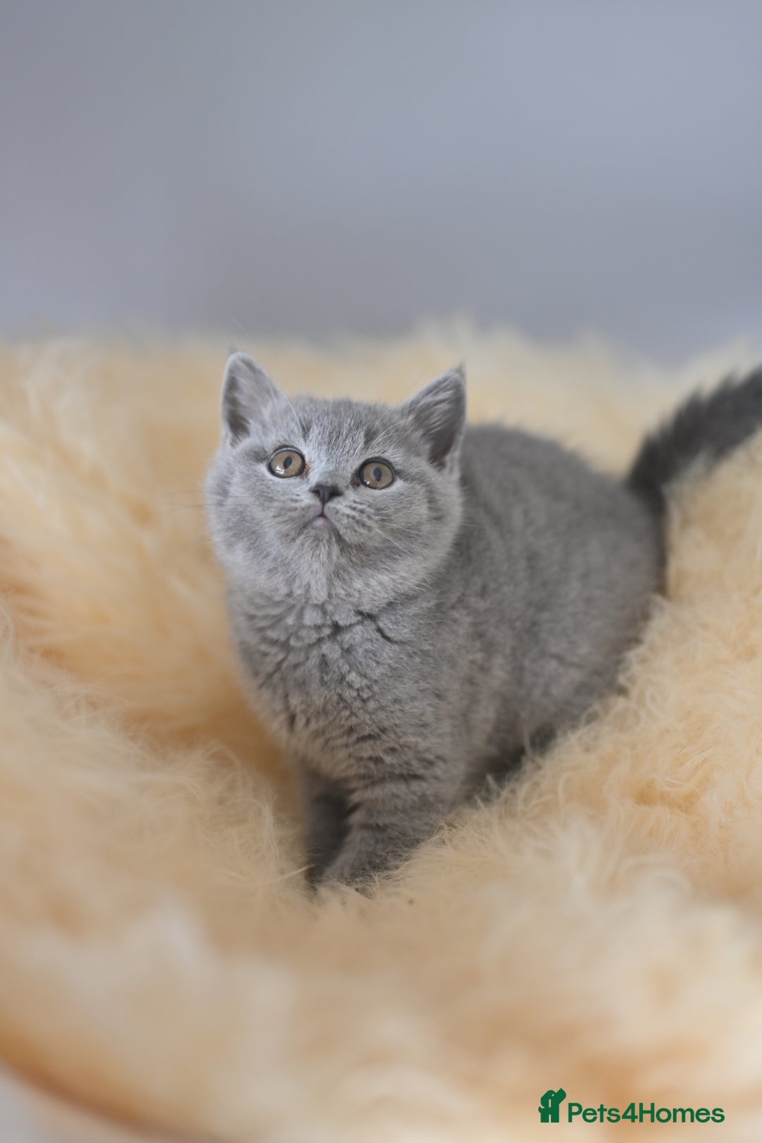 British Shorthair cats for sale: GCCF reg blue kittens  - Image 29