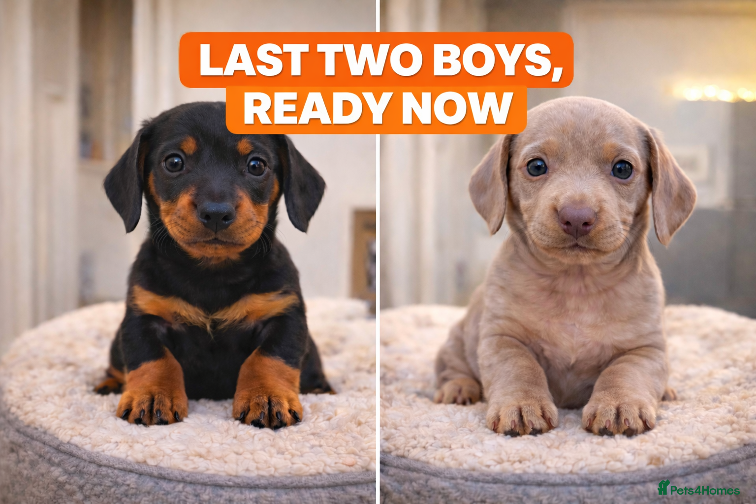 Miniature Dachshund dogs KC REGISTERED STUNNING MINATURE DACHSHUND PUPS❤️ - Advert 15