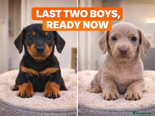 Miniature Dachshund dogs KC REGISTERED STUNNING MINATURE DACHSHUND PUPS❤️ - Advert 15