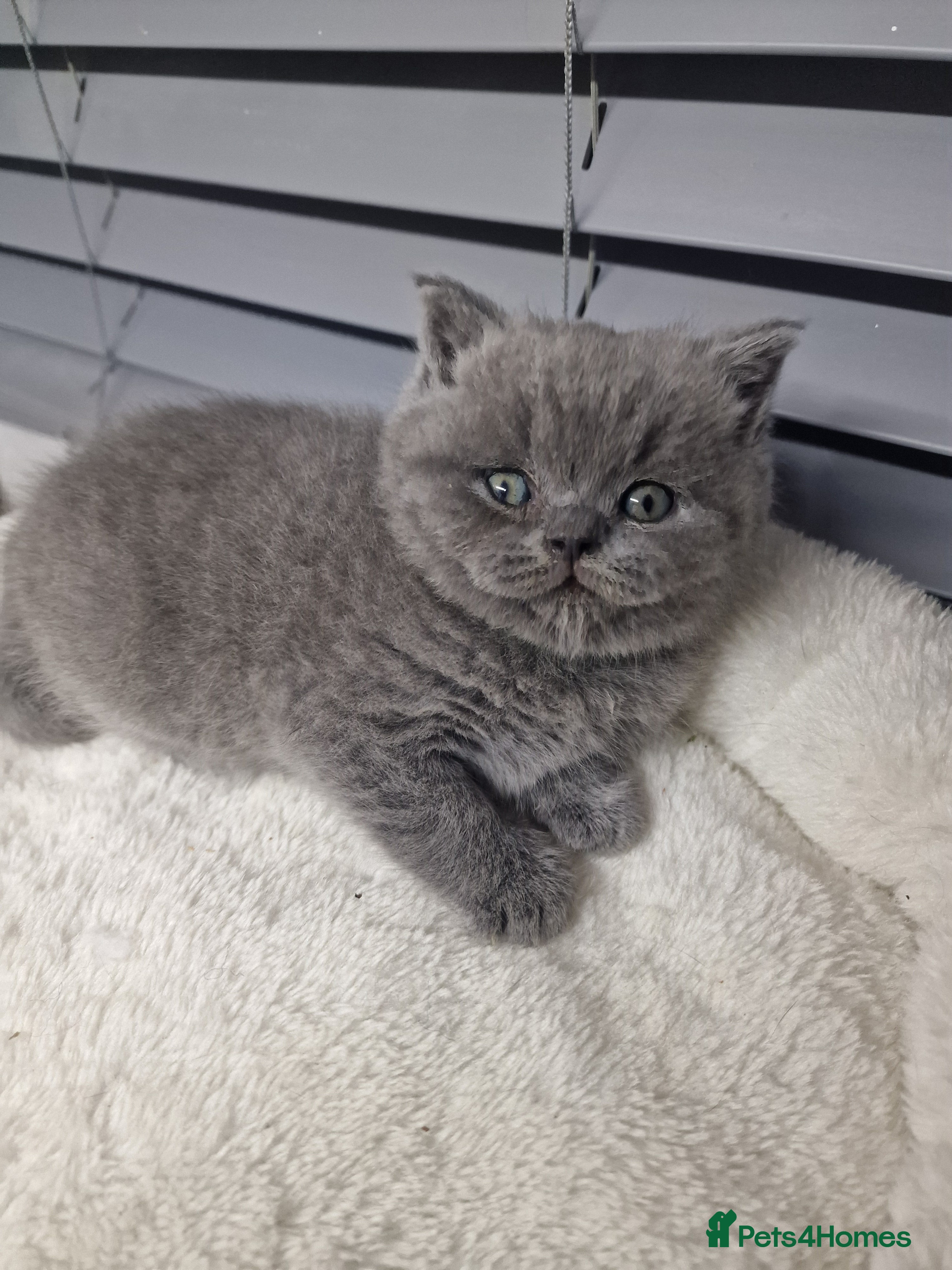 British Shorthair cats blue boy left. Chunky champion british shorthair - Advert 15