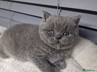 British Shorthair cats blue boy left. Chunky champion british shorthair - Advert 3