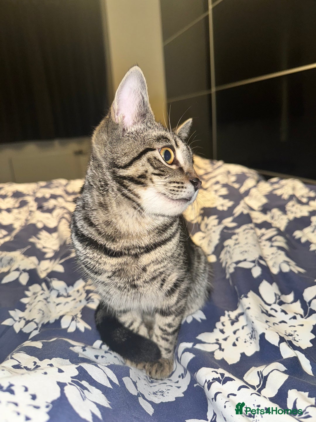 Mixed Breed cats for sale: Two Bonded Male Kittens – Neutered, Indoor - Advert 5