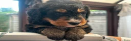Bernedoodle dogs for sale: standard F1 Bernadoodles  - Advert 3