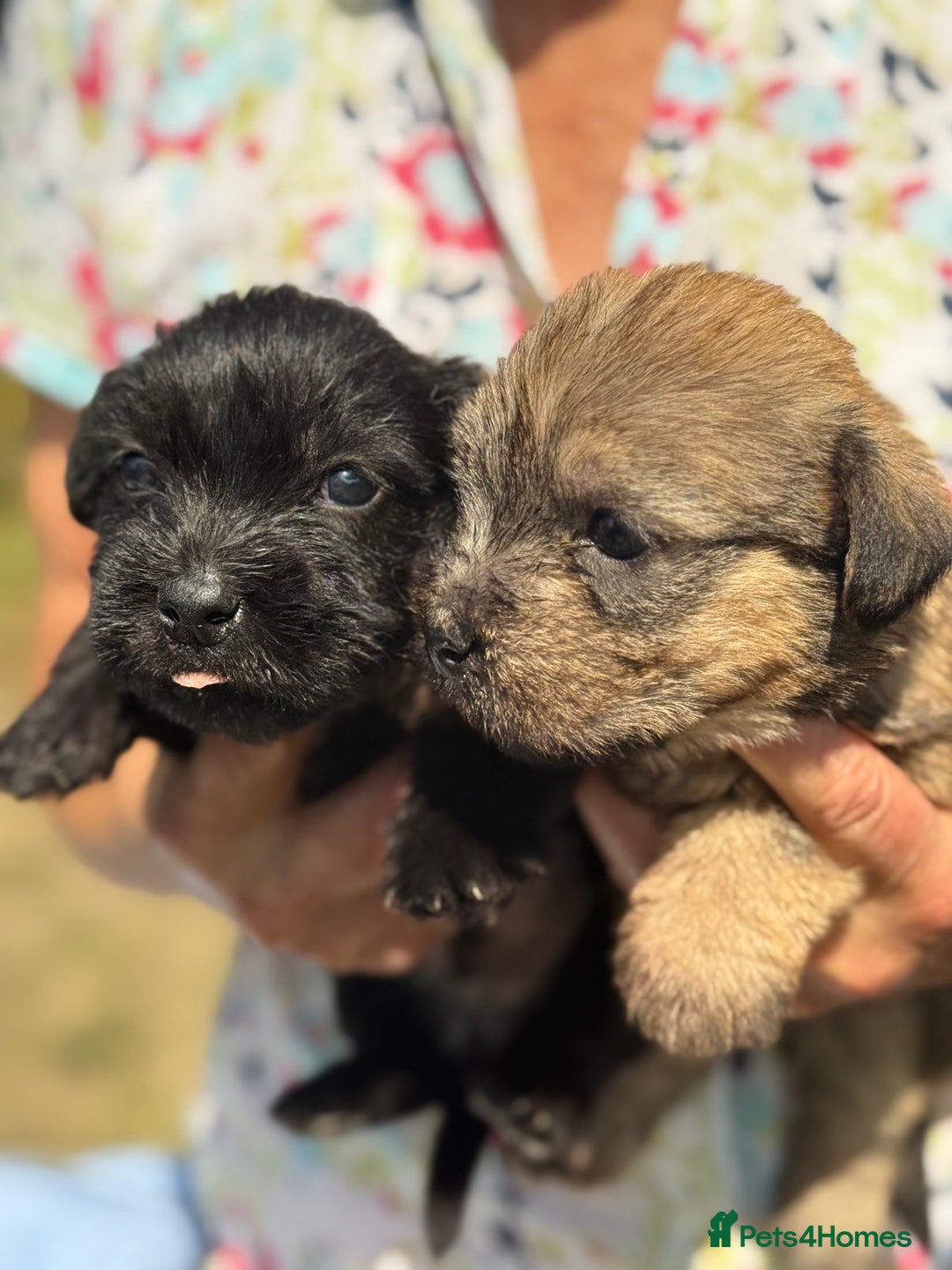 Glen of Imaal Terrier dogs for sale: Glen of Imaal terrier puppies - Image 1