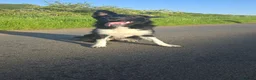 Border Collie dogs for sale: 7 month old border collie in Carluke - Advert 3