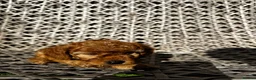 Cavapoo dogs for sale: Beautiful Red F1b Cavapoo - Viewings now welcome - Advert 14