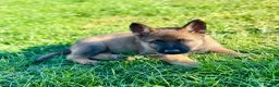 German Shepherd dogs for sale: Working line GSD pups  - Advert 16