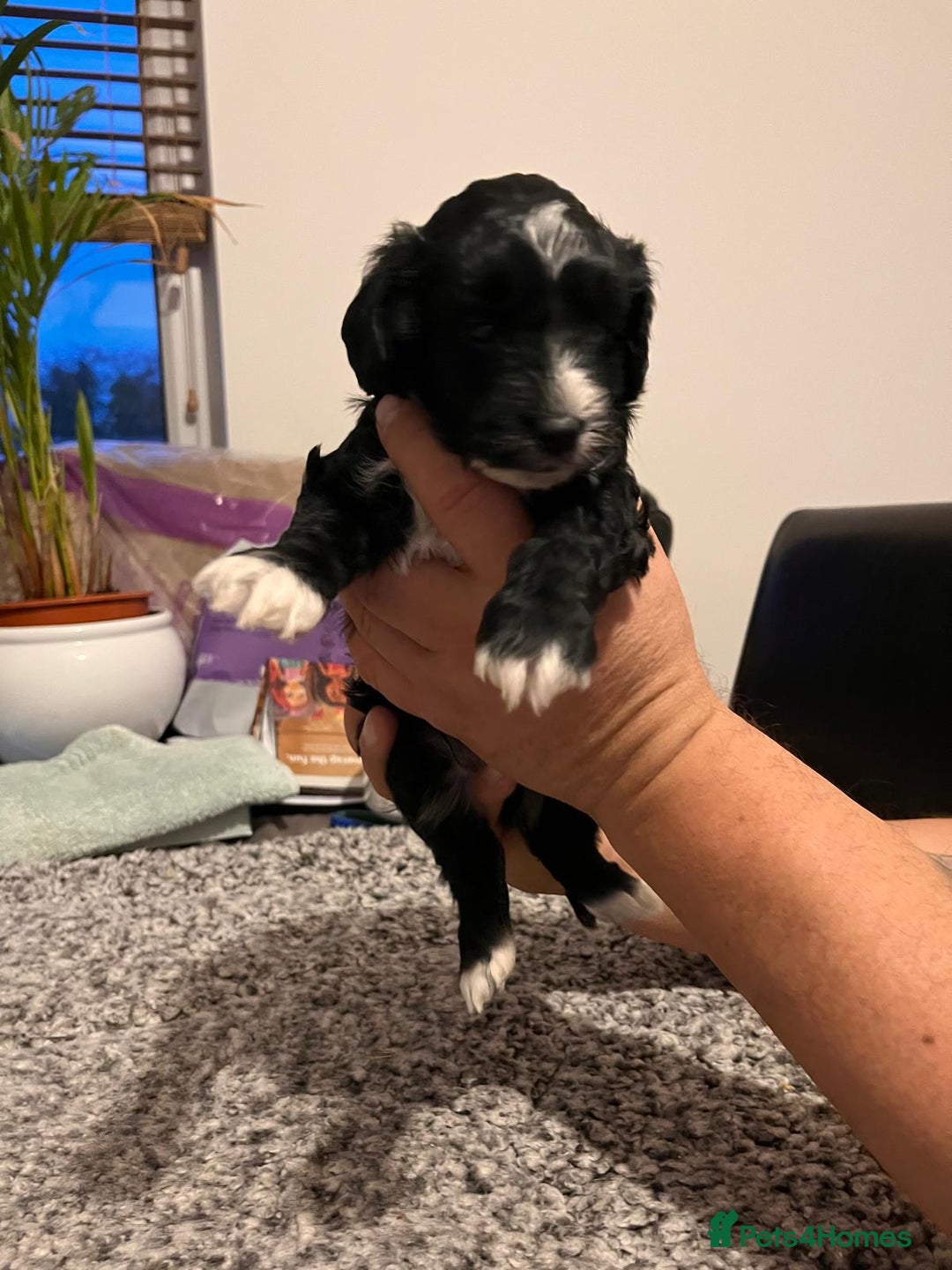 Cockapoo dogs for sale: Cockapoo puppies  - Advert 14