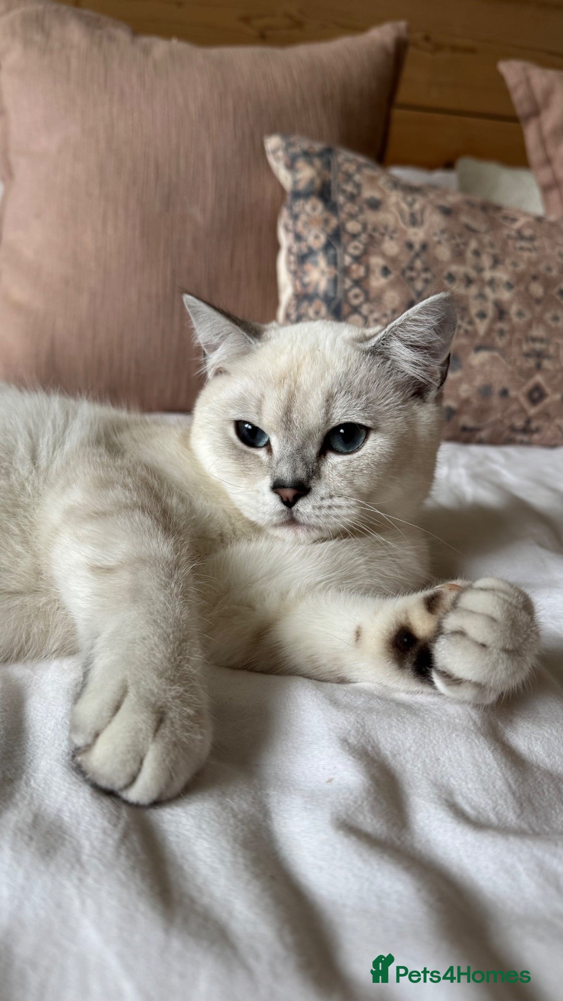 British Shorthair cats Beautiful silver Chinchilla Colourpoint boy  - Advert 1