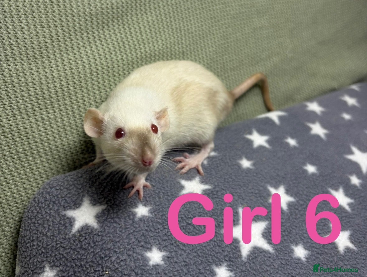 Rat rodents Super friendly baby rats  - Advert 2