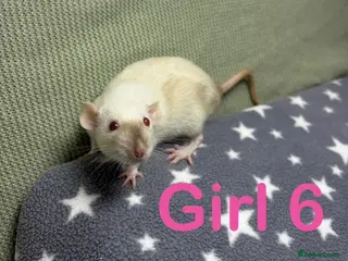 Rat rodents Super friendly baby rats - Advert 2