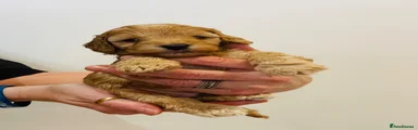 Cockapoo 4