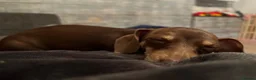 Miniature Dachshund dogs for sale: 2x adult minute dachund  - Advert 5