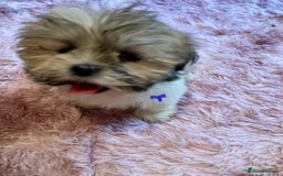 Lhasa Apso dogs for sale: Lhasa Apso Puppies 🐶  - Image 18