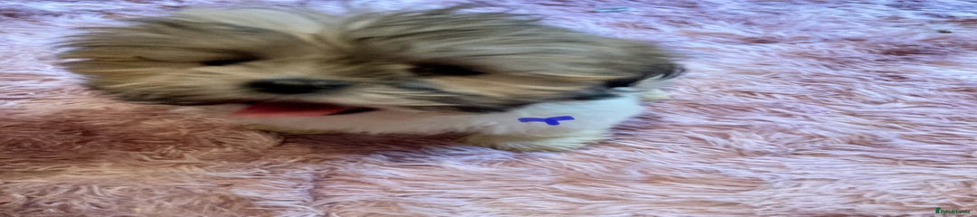 Lhasa Apso Puppy 3