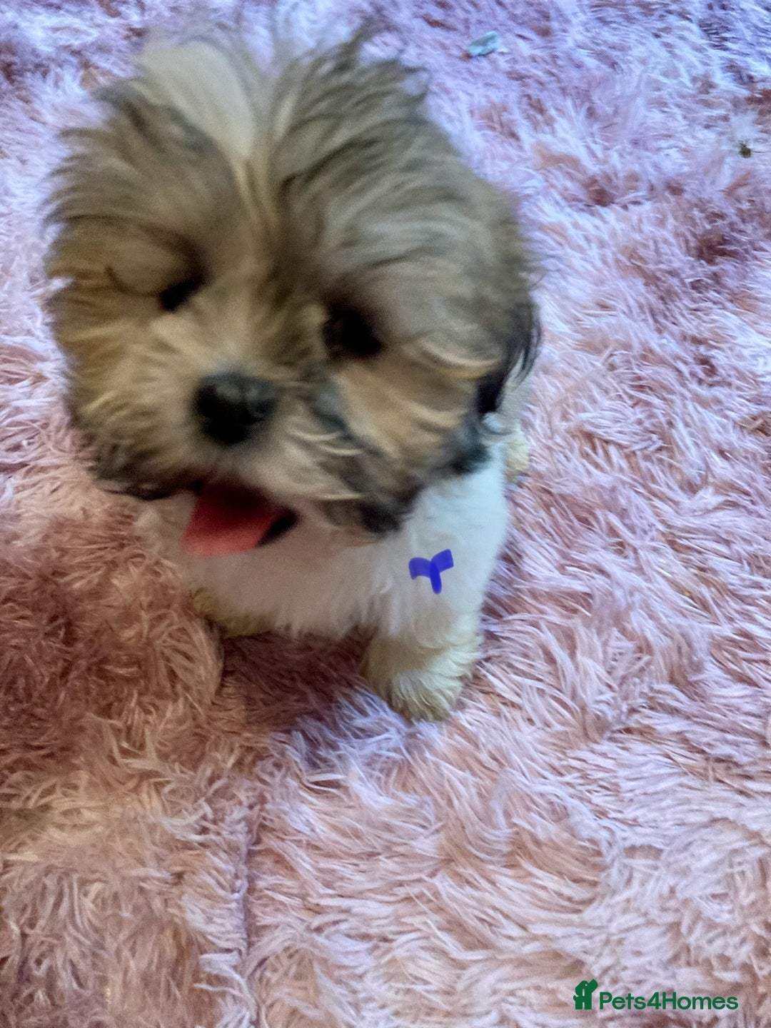 Lhasa Apso dogs for sale: Lhasa Apso Puppies 🐶  - Image 18