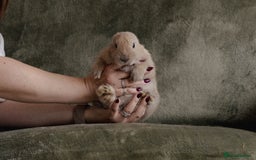 Mixed Breed rabbits for sale: Lion head lop mix - Image 1