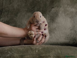 Mixed Breed rabbits Lion head lop mix - Advert 5