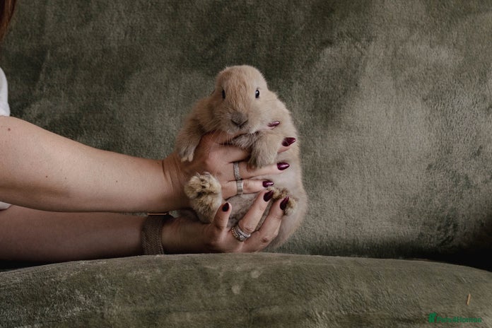 Mixed Breed rabbits - Advert 3