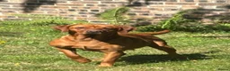 Labrador Retriever dogs for sale: KC Registered Fox Red Lab Puppies Raised Vet’s Hom - Advert 14