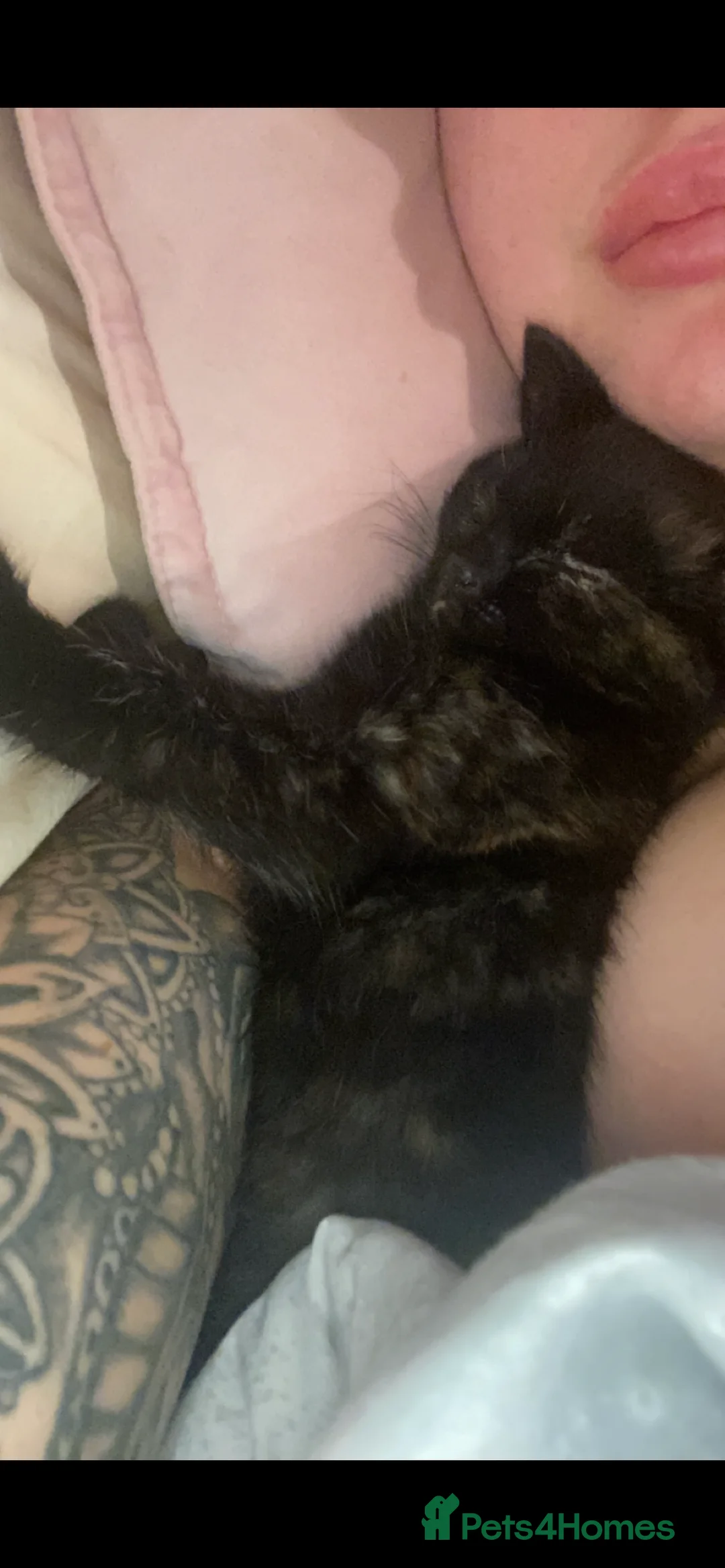 Mixed Breed cats for sale: Female cat (piper) free to a new LOVING home❤️ - Advert 3