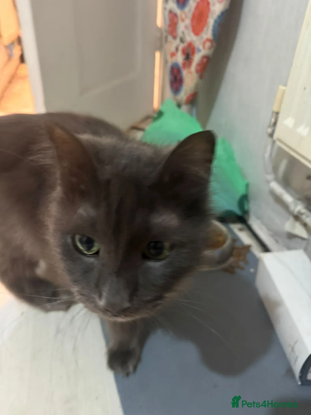 Mixed Breed cats for sale: Looking for a home for my loveable cat.  in London - Advert 2