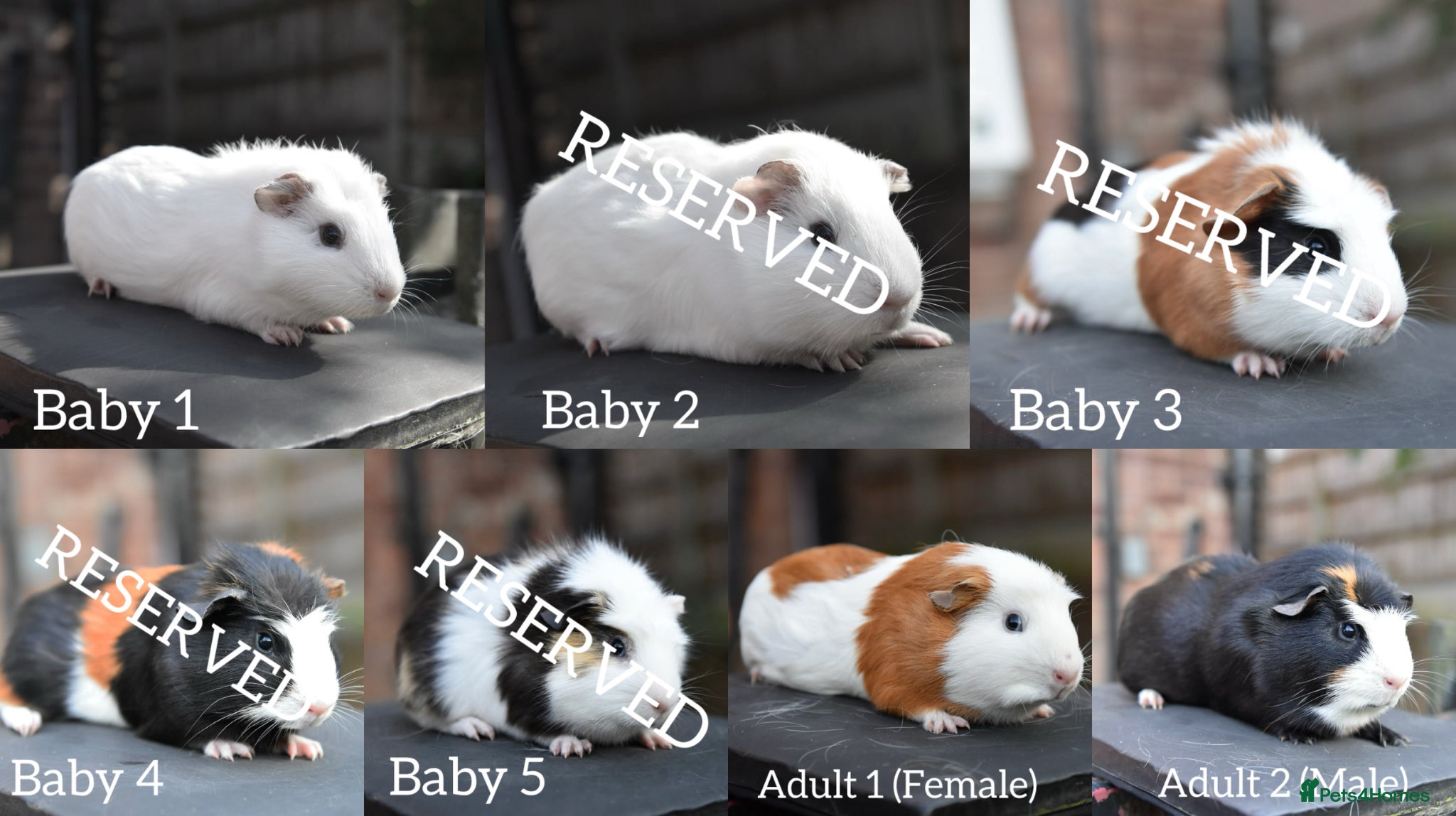 Guinea Pig rodents Baby Guinea Pigs Looking For New Homes - Advert 14