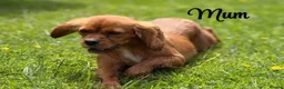 Cavalier King Charles Spaniel dogs for sale: Cavalier King Charles puppies  - Advert 17