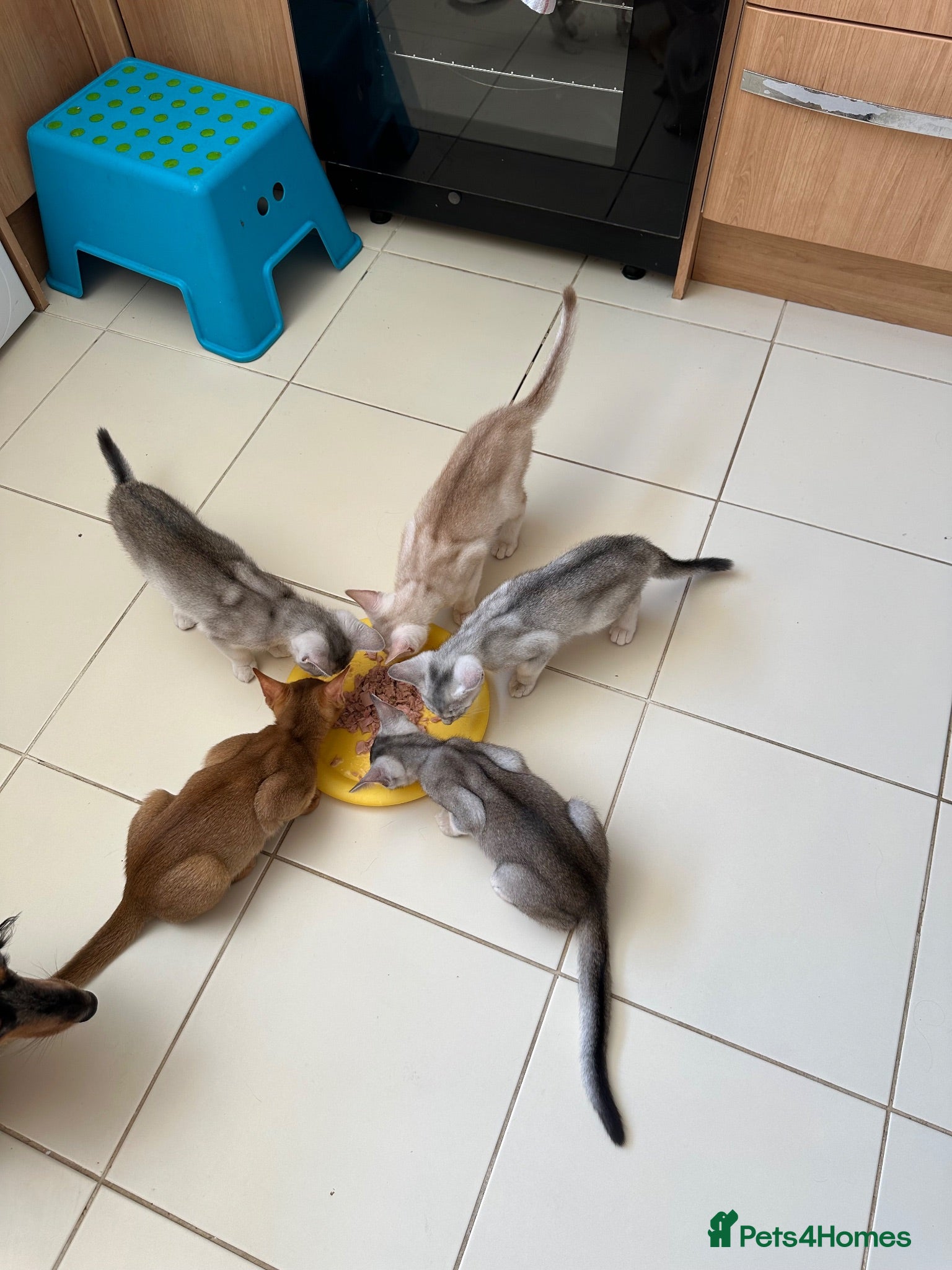 Abyssinian cats Silver Abyssinian kittens  - Advert 14