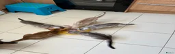 Abyssinian cats for sale: Silver Abyssinian kittens  - Advert 21