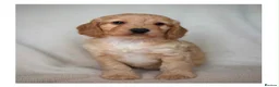 Cockapoo dogs for sale: Quality F1 Cockapoo puppies - Advert 12