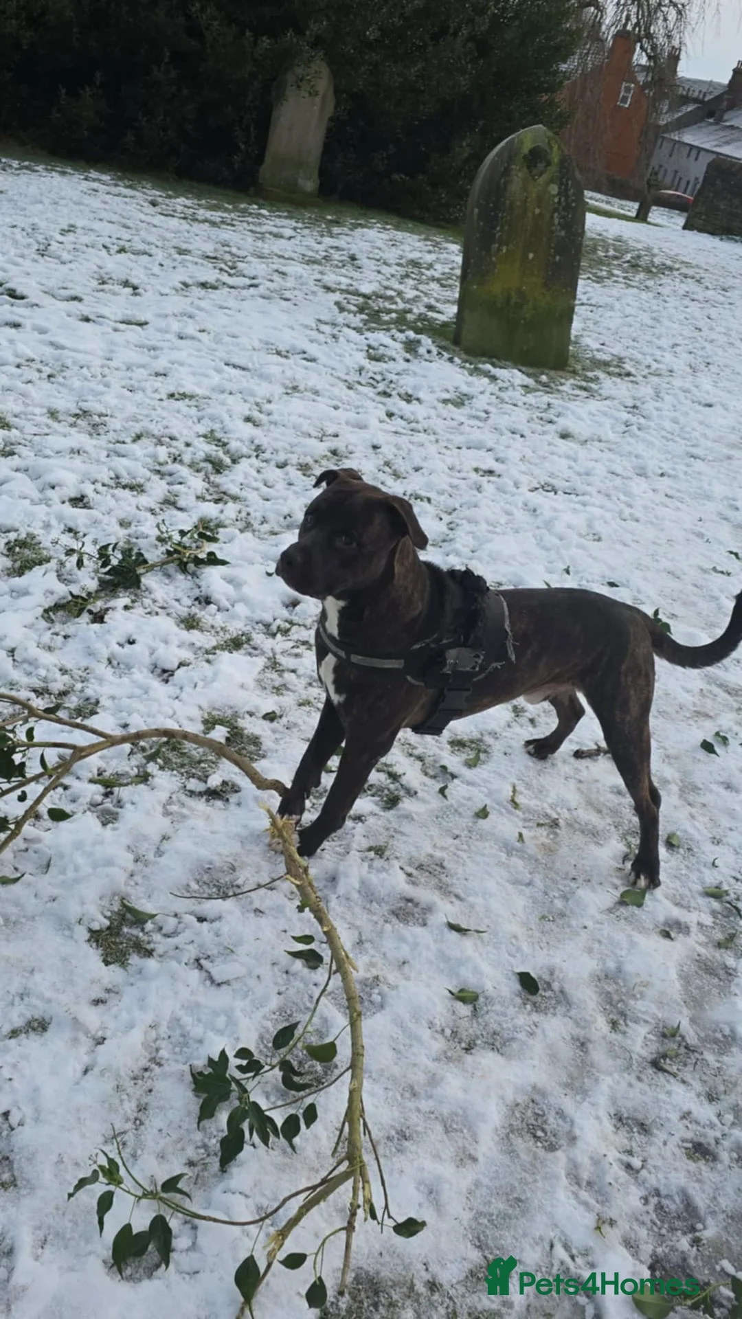 Mixed Breed dogs for sale: Crossed Staffordshire bull terrier  - Advert 5