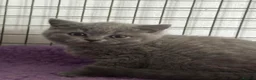 British Shorthair cats for sale: British shorthair kittens top pedigree ready now ! - Advert 4
