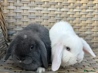 Mini Lop rabbits 3 Lovely mini lop babies ready now. - Advert 8