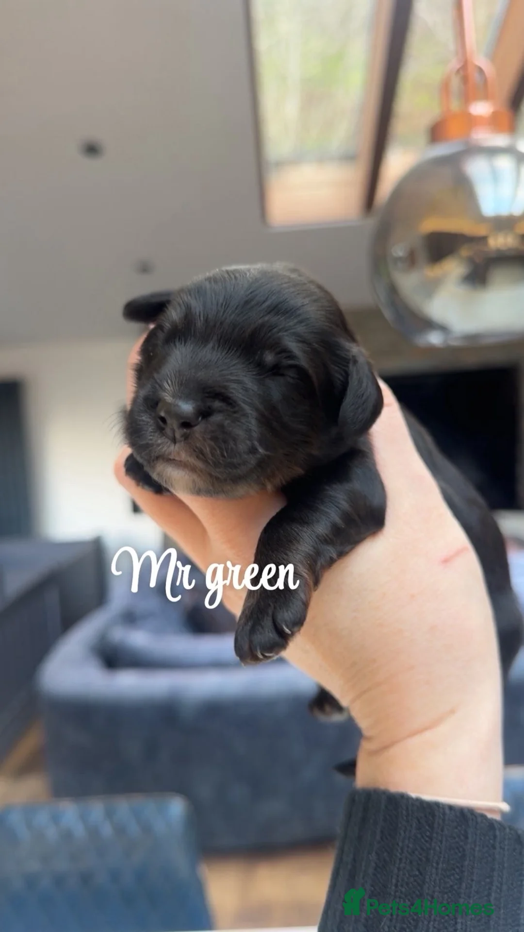 Bernedoodle dogs for sale: Merle, Black & Tan Mini Outstanding Bernedoodles - Advert 28