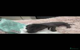 Dachshund dogs for sale: unique dachshund cross hairless Chines crested  - Image 13