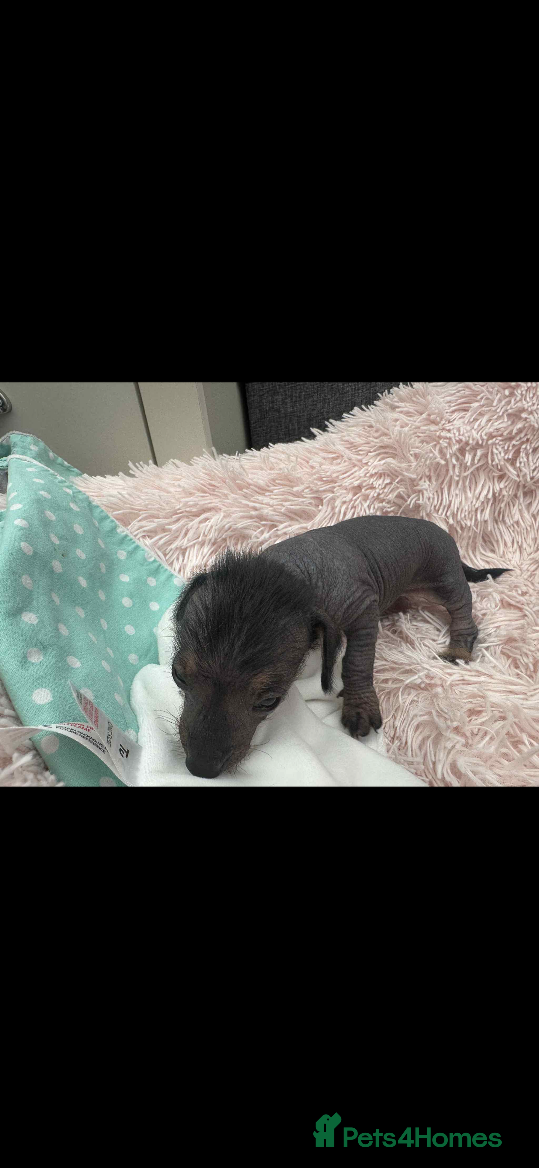Dachshund dogs for sale: unique dachshund cross hairless Chines crested  - Image 13