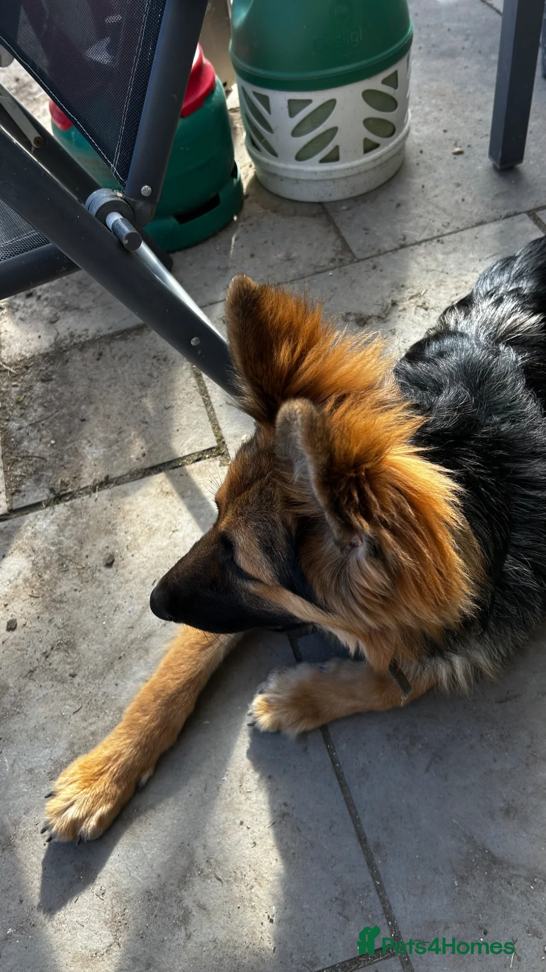 Mixed Breed dogs for sale: Beautiful Puppy in need of a dedicated loving home - Advert 2