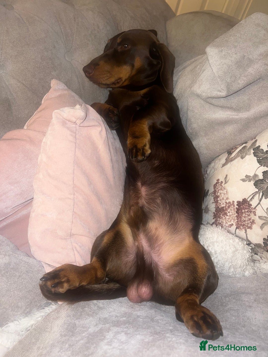 Miniature Dachshund dogs for stud: Miniature dachshund for stud - Advert 8