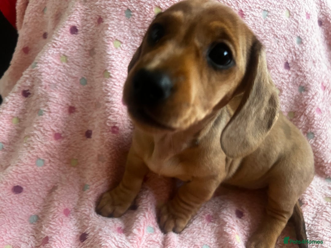 Miniature Dachshund dogs for sale: kc reg miniature smooth Dachshund 1 girl 1 boy - Image 2
