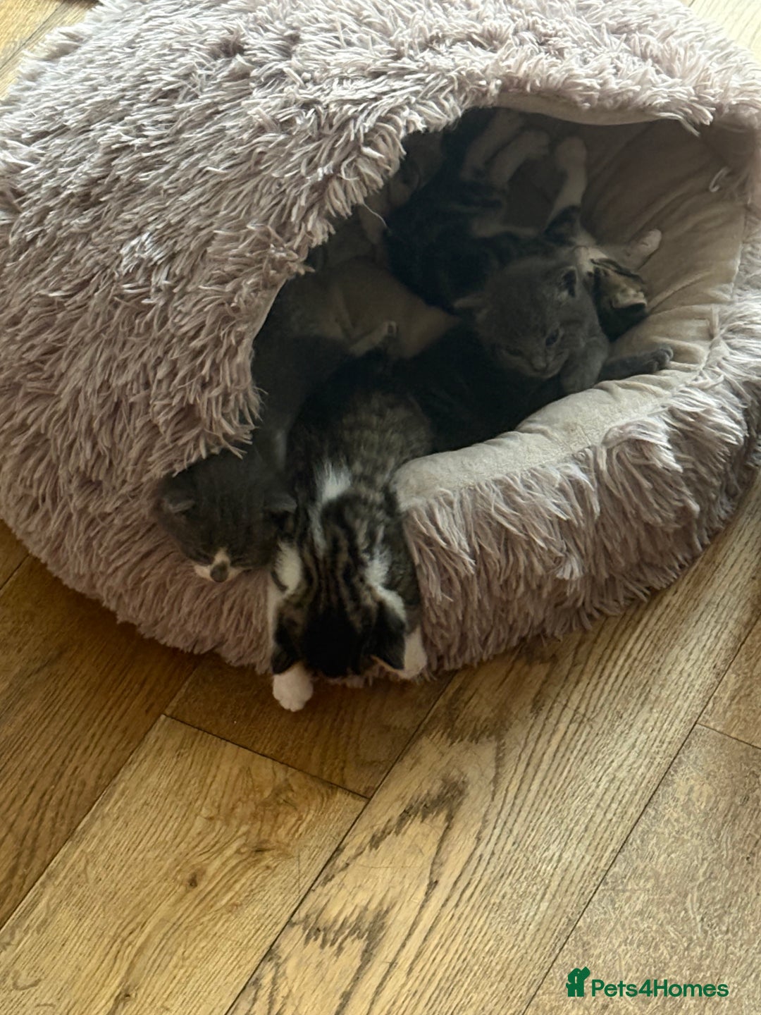 Mixed Breed cats for sale: 6 kittens - Image 10