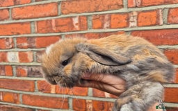Mini Lop rabbits for sale: Ready to leave 24th September  - Image 5