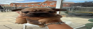 French Bulldog 3-Princess