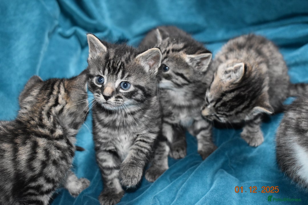 Mixed Breed cats for sale: 5 gorgeous kittens for reservation  - Advert 11