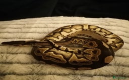 Python Snake reptiles for sale: Gorgeous Cinnamon royal python - Image 4