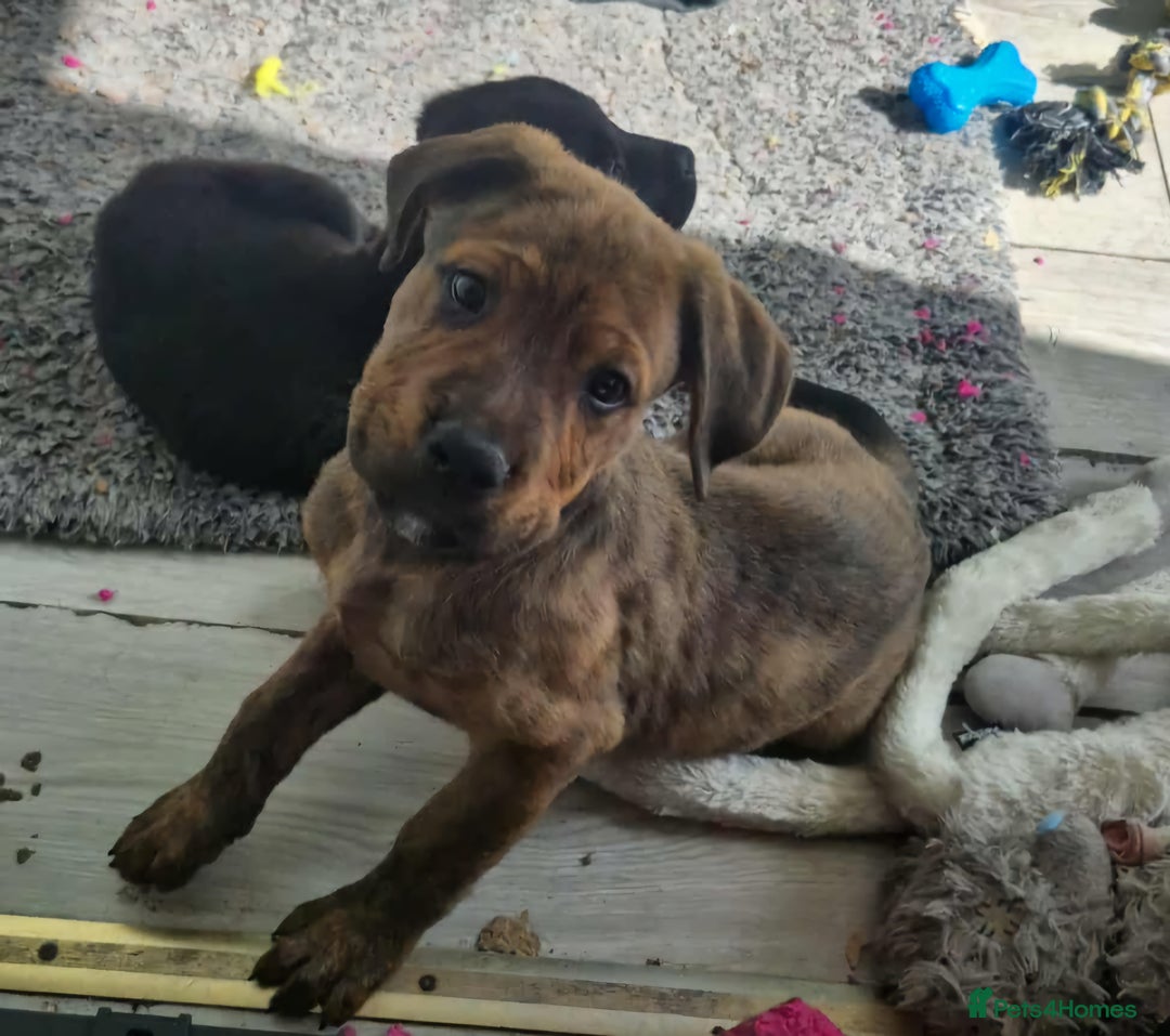 Mixed Breed dogs for sale: Mastiff x Rottweiler  - Image 2
