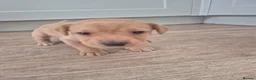 Labrador Retriever dogs for sale: Stunning labrador puppies - Advert 7